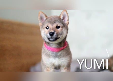 Wunderschöne Shiba-Inu-Welpen mit rotem Fell