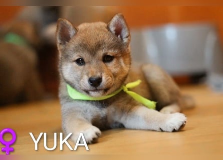 Wunderschöne Shiba-Inu-Welpen mit rotem Fell