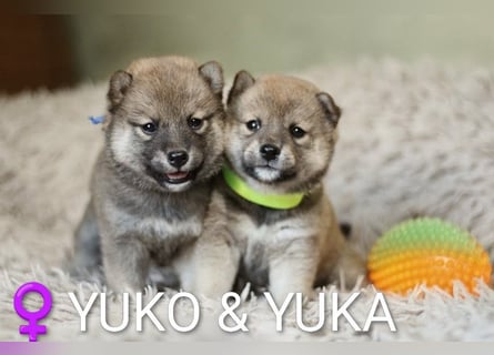 Wunderschöne Shiba-Inu-Welpen mit rotem Fell