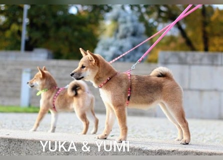Wunderschöne Shiba-Inu-Welpen mit rotem Fell