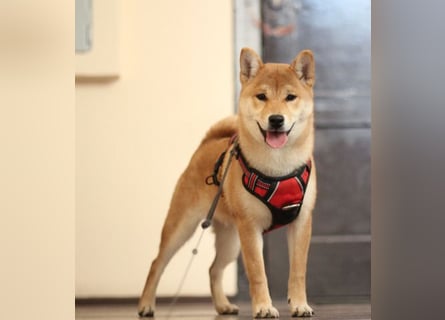 MEI Schöne rote Shiba inu Welpe   mit FCI dokumenten