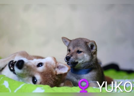 Wunderschöne Shiba-Inu-Welpen mit rotem Fell