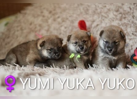 Wunderschöne Shiba-Inu-Welpen mit rotem Fell