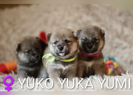 Wunderschöne Shiba-Inu-Welpen mit rotem Fell