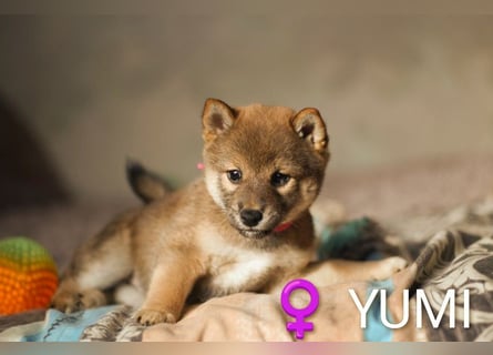 Wunderschöne Shiba-Inu-Welpen mit rotem Fell