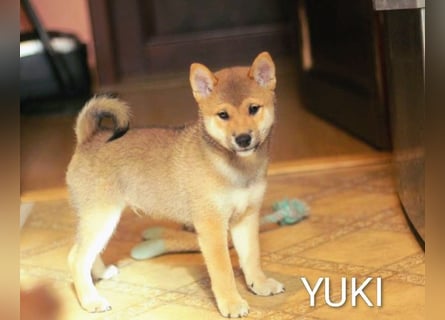 Wunderschöne Shiba-Inu-Welpen mit rotem Fell