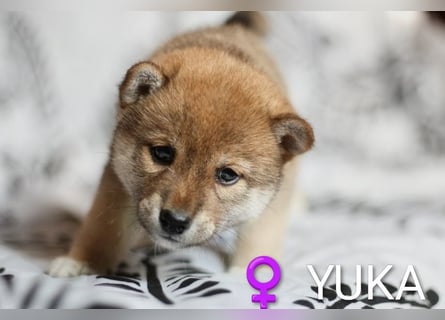 Wunderschöne Shiba-Inu-Welpen mit rotem Fell