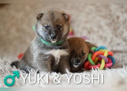 Wunderschöne Shiba-Inu-Welpen mit rotem Fell