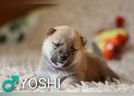 Wunderschöne Shiba-Inu-Welpen mit rotem Fell
