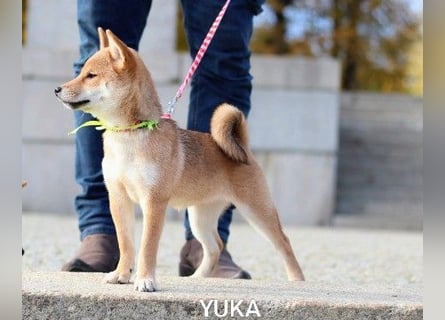 Wunderschöne Shiba-Inu-Welpen mit rotem Fell