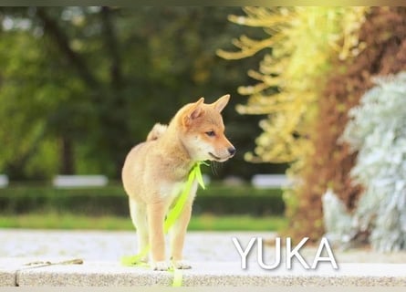Wunderschöne Shiba-Inu-Welpen mit rotem Fell