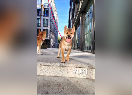 Wunderschöne Shiba-Inu-Welpen mit rotem Fell
