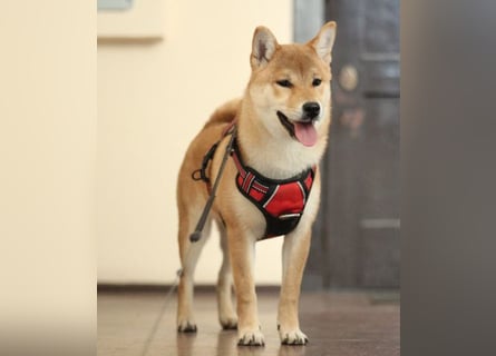 MEI Schöne rote Shiba inu Welpe   mit FCI dokumenten
