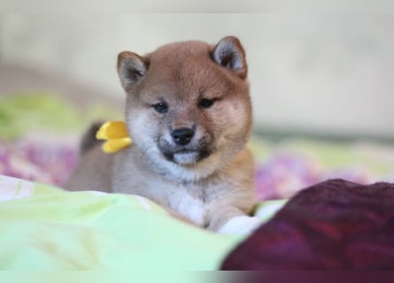 AYA, AMANE SHIBA INU WELPEN mit FCI dokumenten