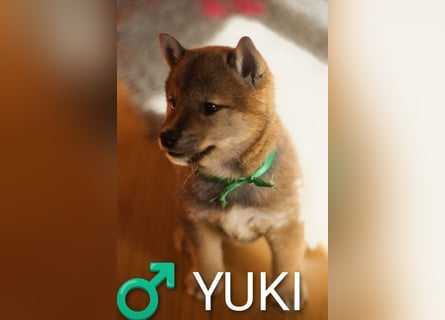 Wunderschöne Shiba-Inu-Welpen mit rotem Fell