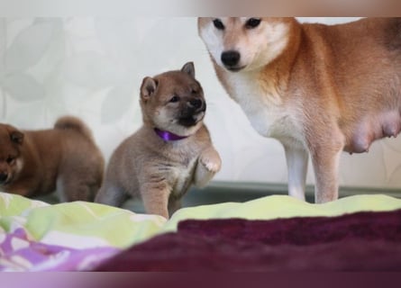 AYA, AMANE SHIBA INU WELPEN mit FCI dokumenten
