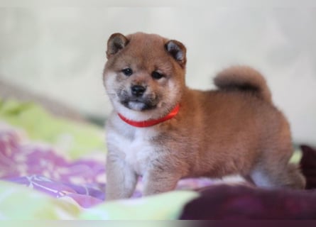 AYA, AMANE SHIBA INU WELPEN mit FCI dokumenten