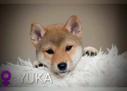 Wunderschöne Shiba-Inu-Welpen mit rotem Fell