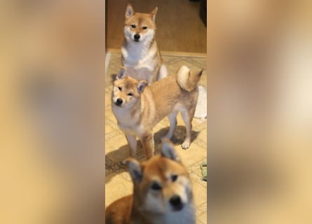 MEI Schöne rote Shiba inu Welpe   mit FCI dokumenten