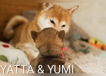 Wunderschöne Shiba-Inu-Welpen mit rotem Fell
