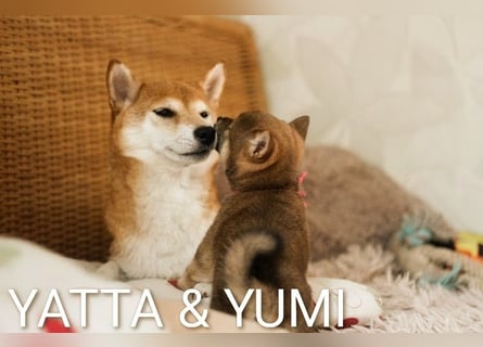 Wunderschöne Shiba-Inu-Welpen mit rotem Fell