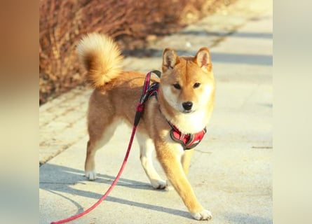 AMANE hübsche Hündin der Rasse SHIBA INU mit rotem Fell mit FCI dokumenten