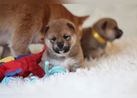 AYA, AMANE SHIBA INU WELPEN mit FCI dokumenten