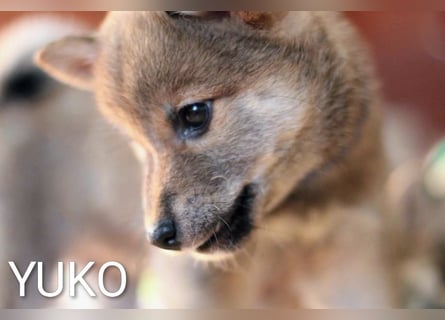 Wunderschöne Shiba-Inu-Welpen mit rotem Fell