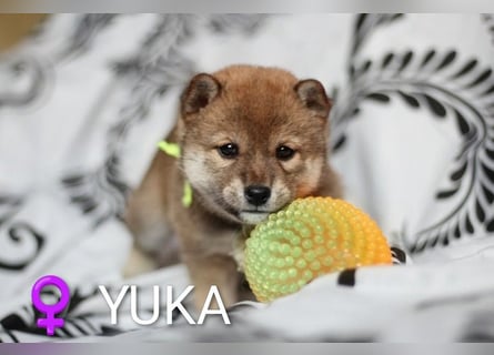 Wunderschöne Shiba-Inu-Welpen mit rotem Fell