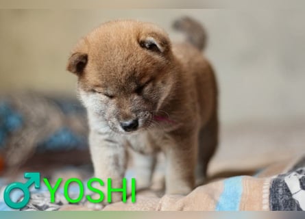 Wunderschöne Shiba-Inu-Welpen mit rotem Fell