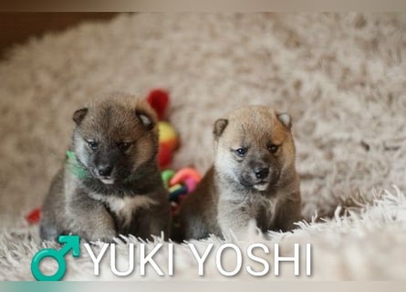Wunderschöne Shiba-Inu-Welpen mit rotem Fell