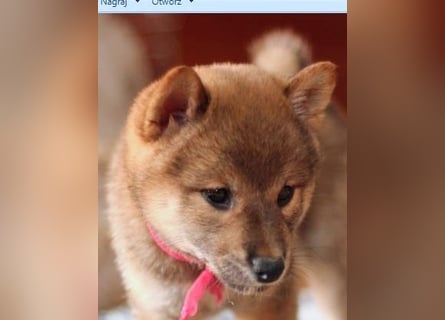 Wunderschöne Shiba-Inu-Welpen mit rotem Fell