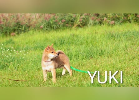 Wunderschöne Shiba-Inu-Welpen mit rotem Fell