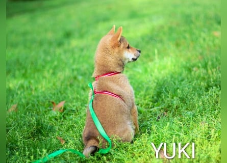 Wunderschöne Shiba-Inu-Welpen mit rotem Fell