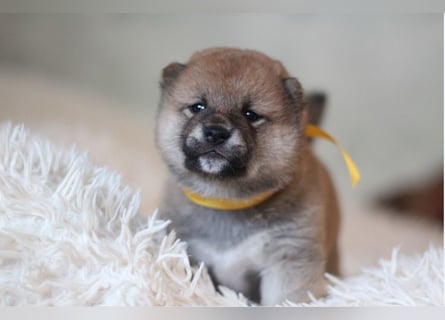 AYA, AMANE SHIBA INU WELPEN mit FCI dokumenten