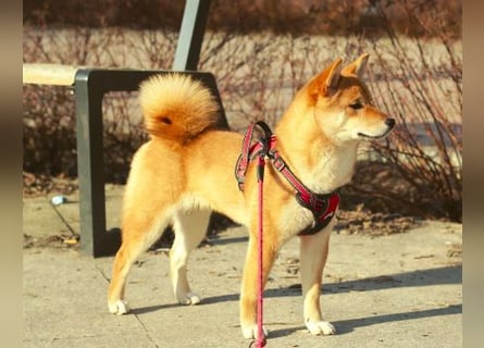AMANE hübsche Hündin der Rasse SHIBA INU mit rotem Fell mit FCI dokumenten