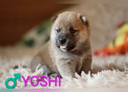 Wunderschöne Shiba-Inu-Welpen mit rotem Fell