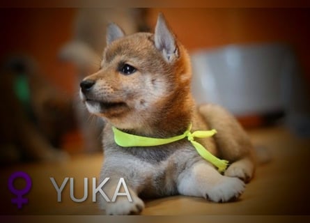 Wunderschöne Shiba-Inu-Welpen mit rotem Fell