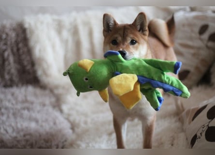 MEI Schöne rote Shiba inu Welpe   mit FCI dokumenten