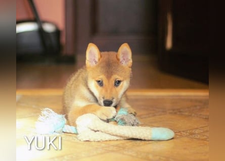 Wunderschöne Shiba-Inu-Welpen mit rotem Fell