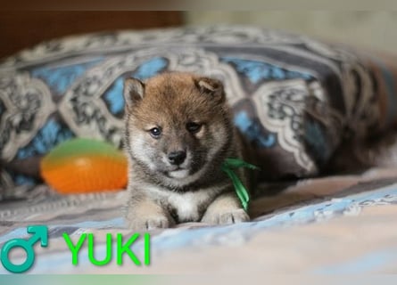 Wunderschöne Shiba-Inu-Welpen mit rotem Fell
