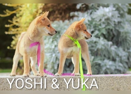 Wunderschöne Shiba-Inu-Welpen mit rotem Fell