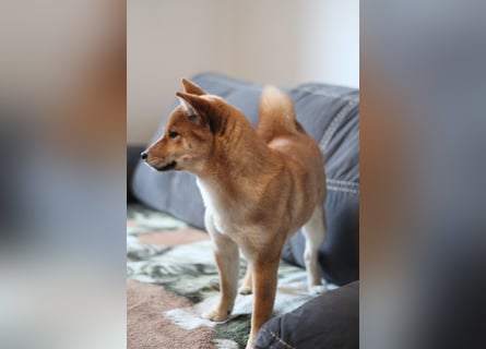 AMANE SHIBA INU WELPE mit FCI dokumenten