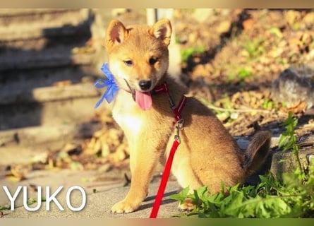 Wunderschöne Shiba-Inu-Welpen mit rotem Fell