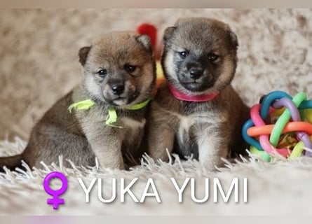 Wunderschöne Shiba-Inu-Welpen mit rotem Fell