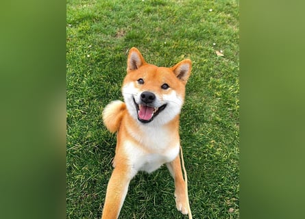 Shiba inu puppies FCI pedigree