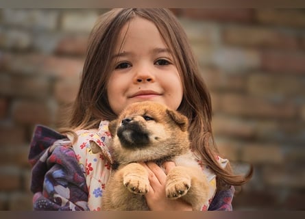 Shiba inu puppies FCI pedigree