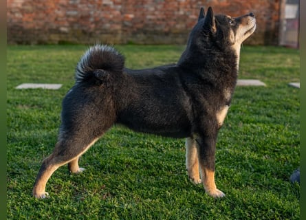 Shiba inu puppies FCI pedigree