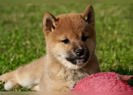 Shiba inu puppies FCI pedigree