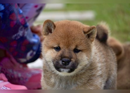 Shiba inu puppies FCI pedigree